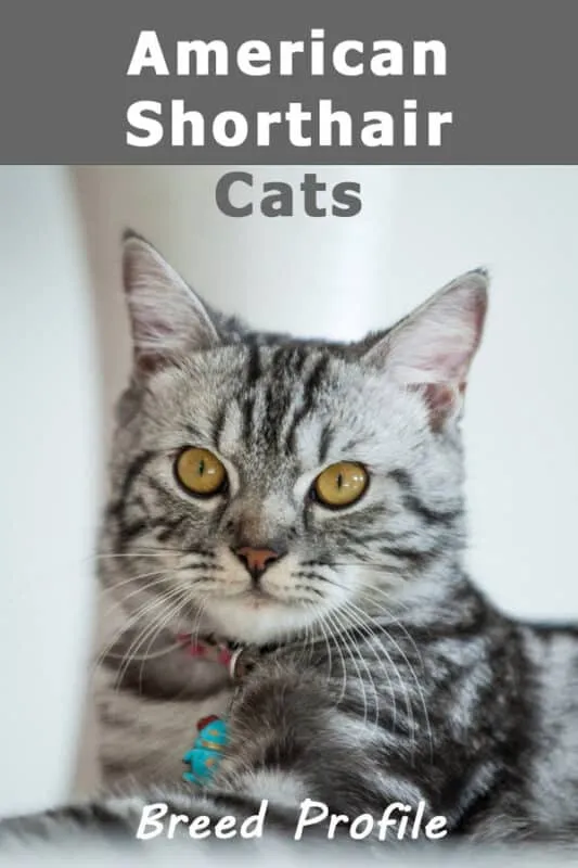 American Shorthair Cats: En detaljerad översikt över en älskad ras' title=