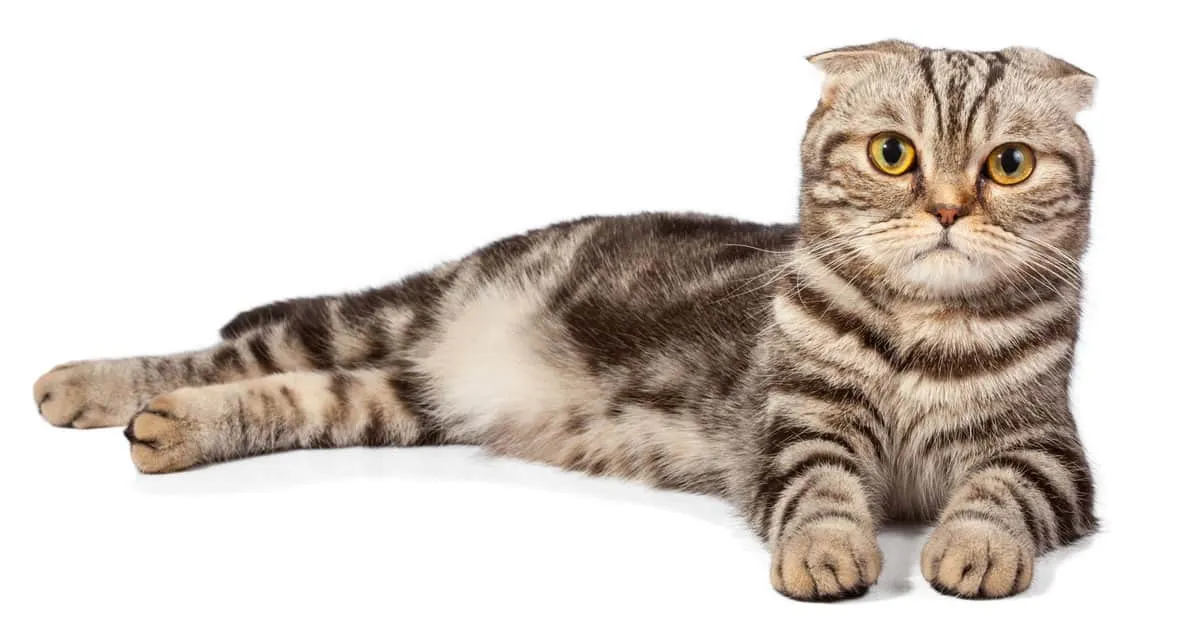 Scottish Fold Cats - Fakta og plejeguide' title=