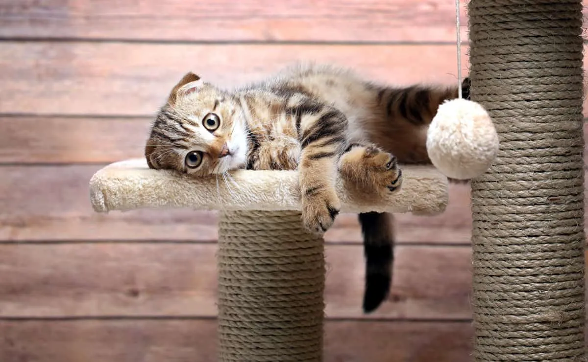 Scottish Fold Cats - Fakta og plejeguide' title=