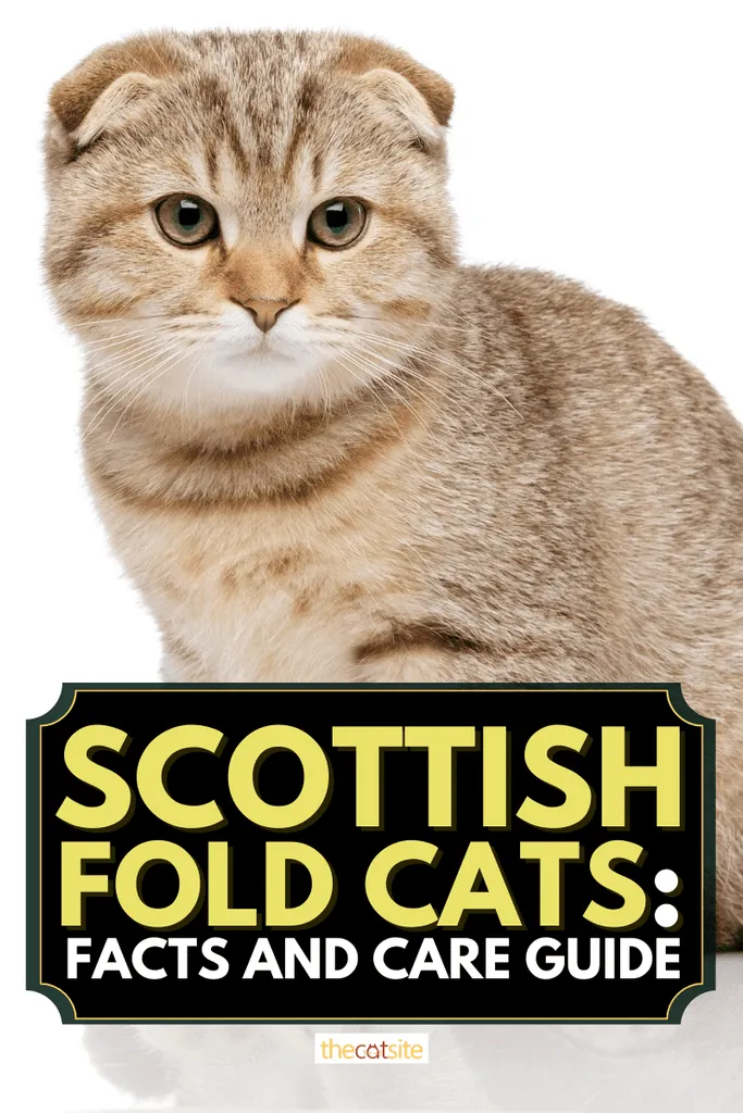 Scottish Fold Cats: Fakta og plejeguide' <='' div='' title=