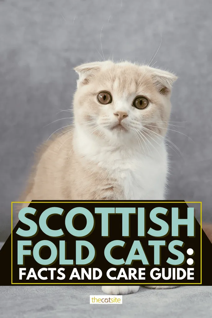Scottish Fold Cats: Fakta og plejeguide' <='' div='' title=