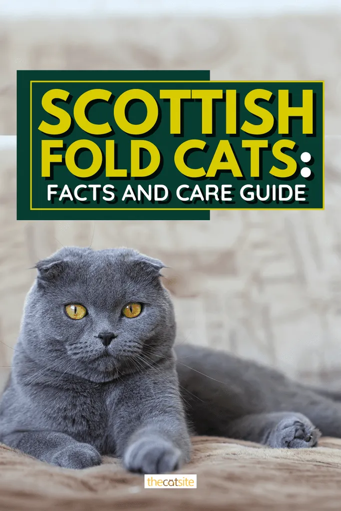 Scottish Fold Cats: Fakta og plejeguide' <='' div='' title=