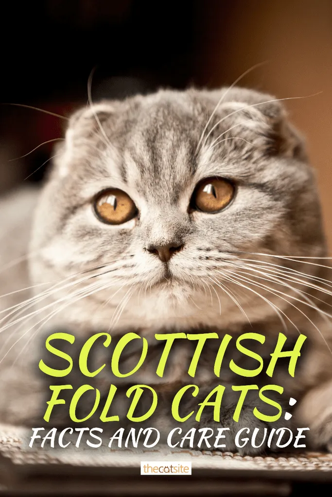 Scottish Fold Cats: Fakta og plejeguide' <='' div='' title=