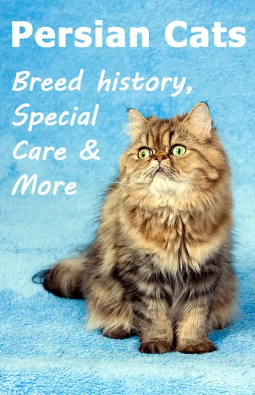 Perzische katten – een uitgebreide rasgids' title=