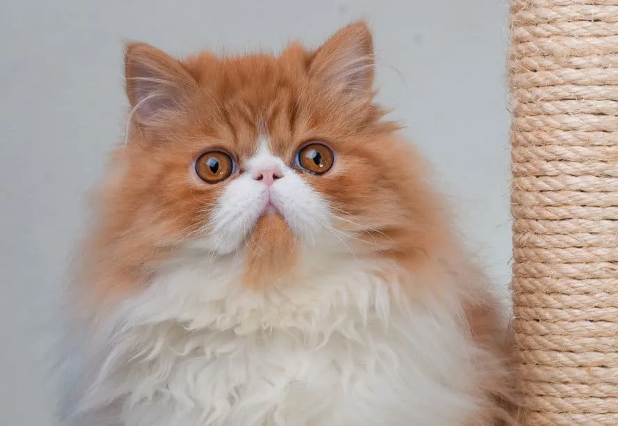 Perzische katten – een uitgebreide rasgids' title=
