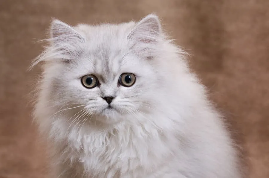 Perzische katten – een uitgebreide rasgids' title=