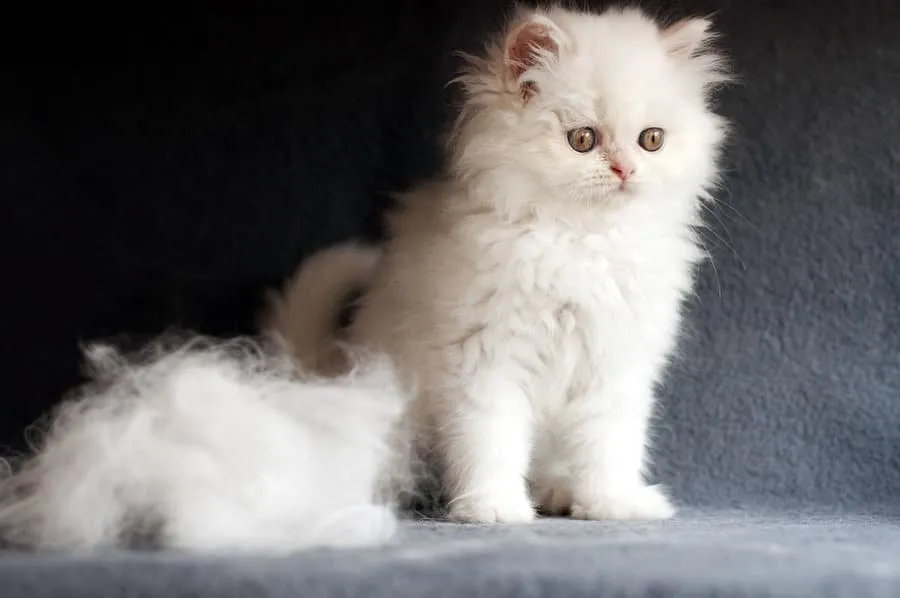 Perzische katten – een uitgebreide rasgids' title=