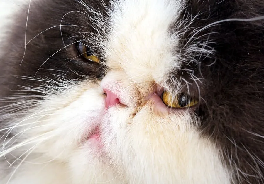 Perzische katten – een uitgebreide rasgids' title=