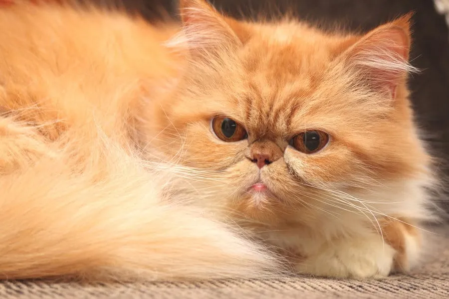 Perzische katten – een uitgebreide rasgids' title=