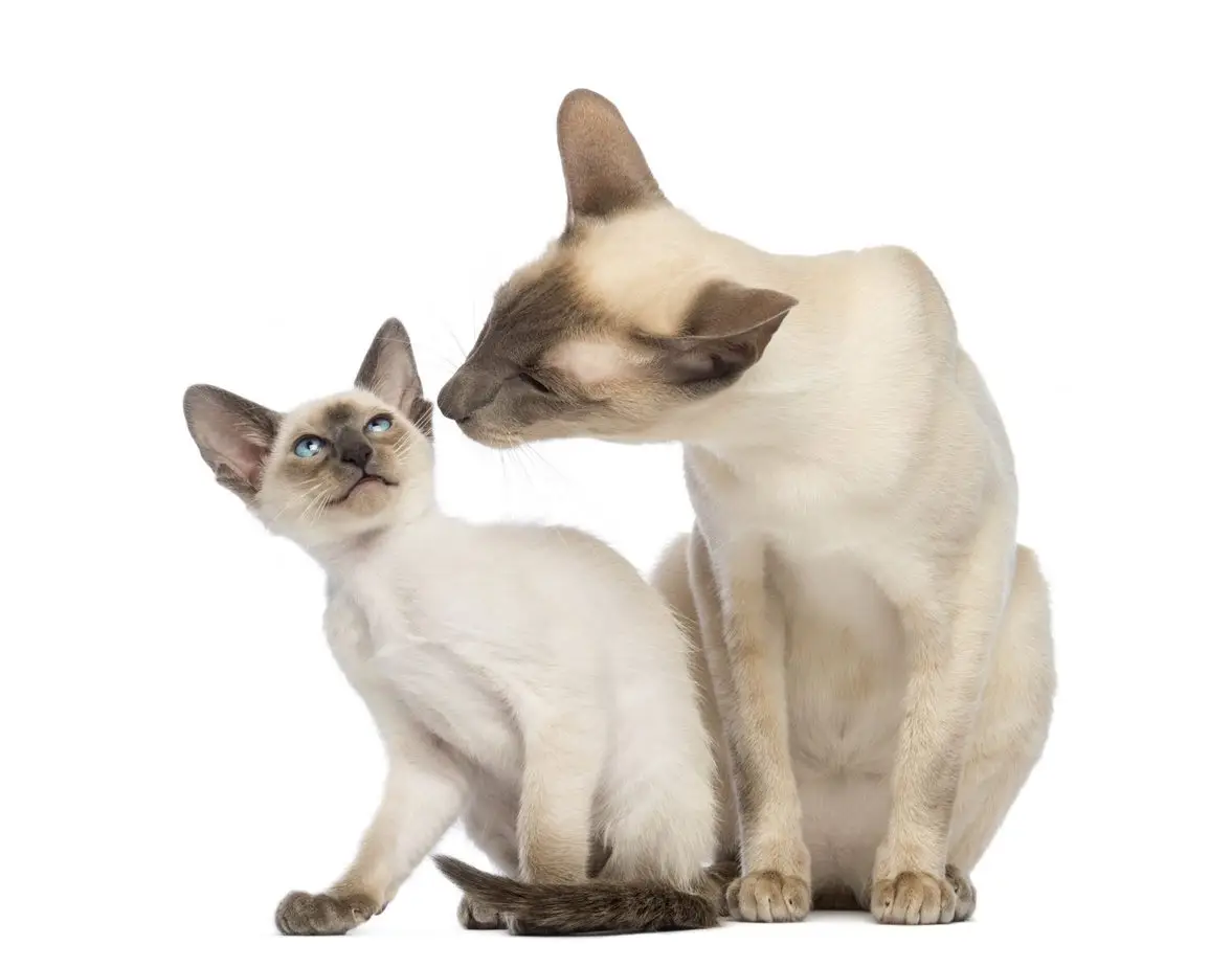Siamese cat and her kitten