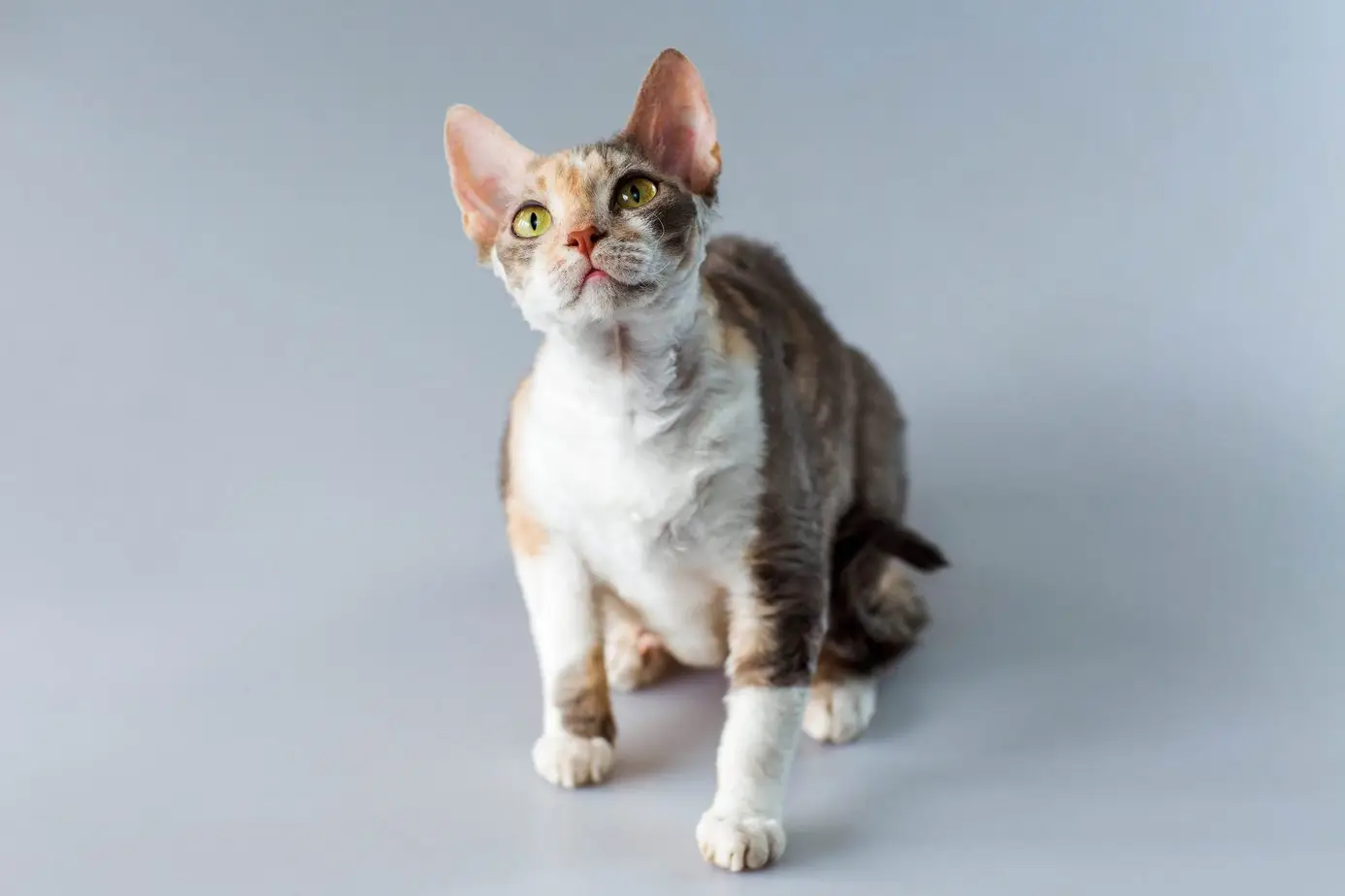 Calico Cornish Rex