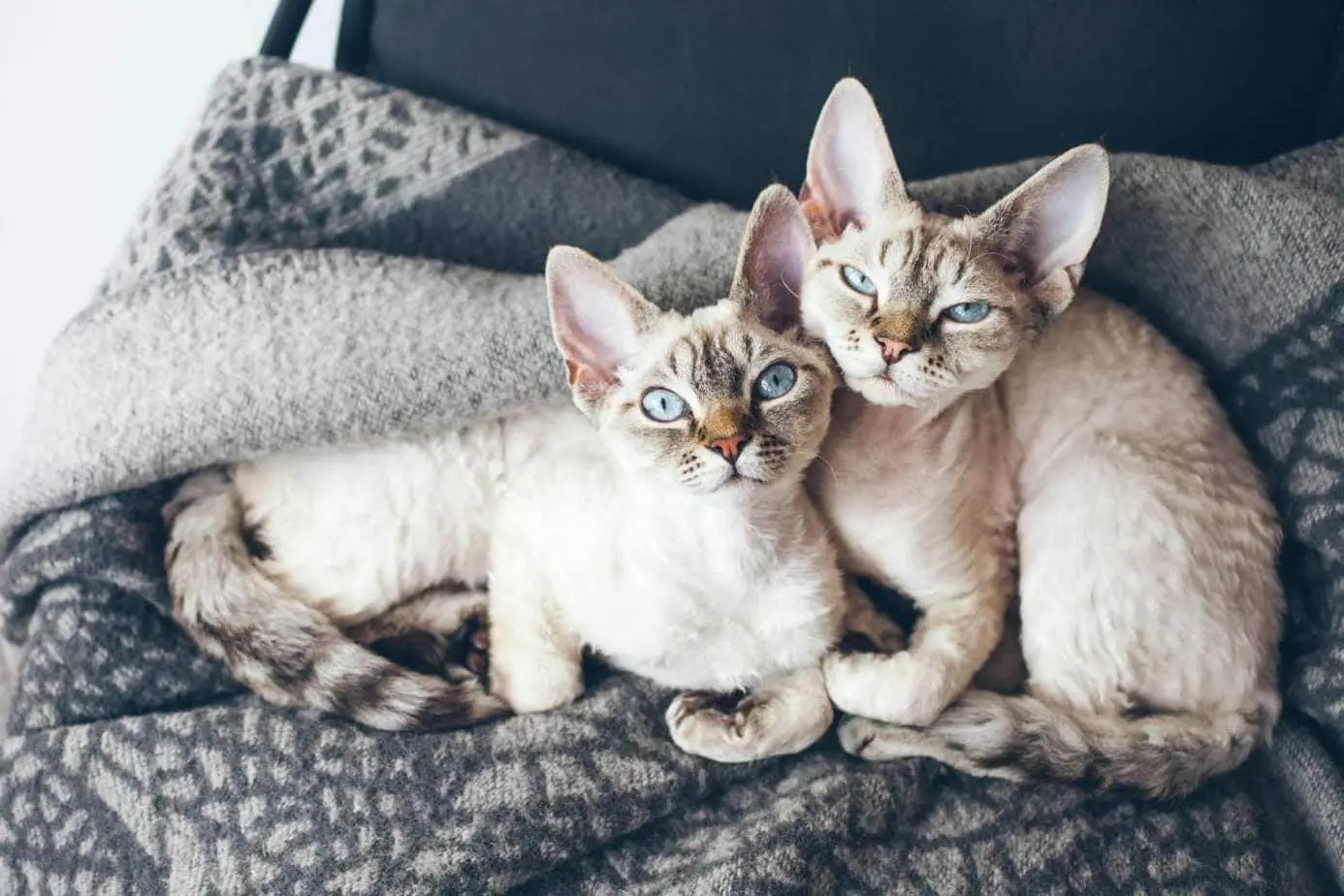 Two Devon Rex kittens