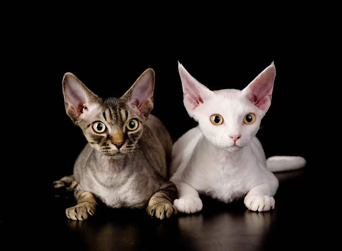 Low shed breeds of cat