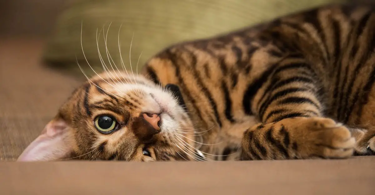 Toyger cat breed profile