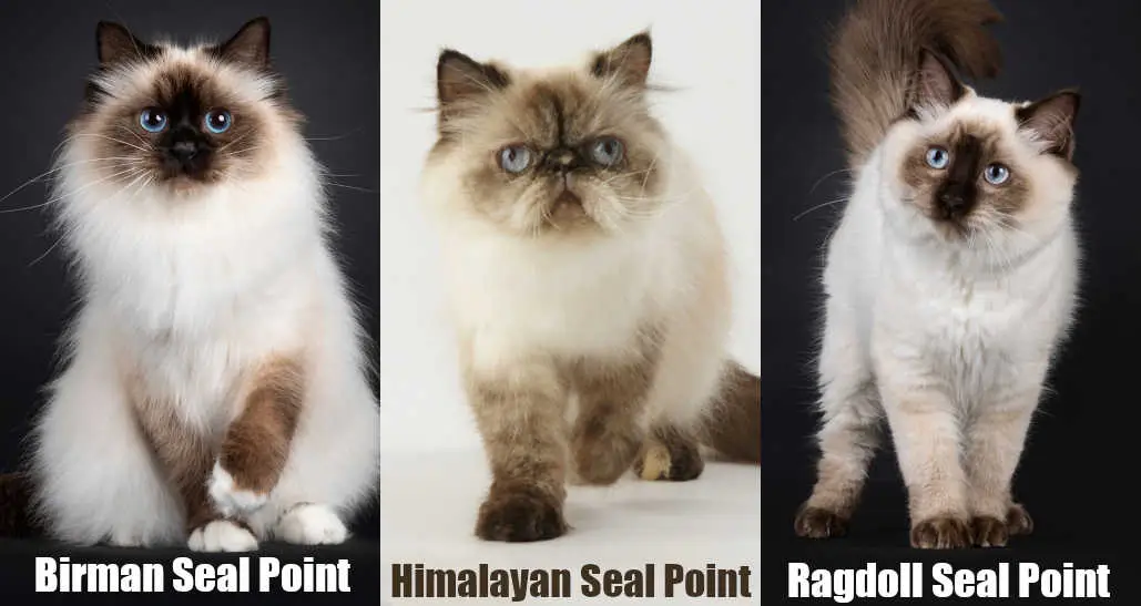 3 seal point cat breeds
