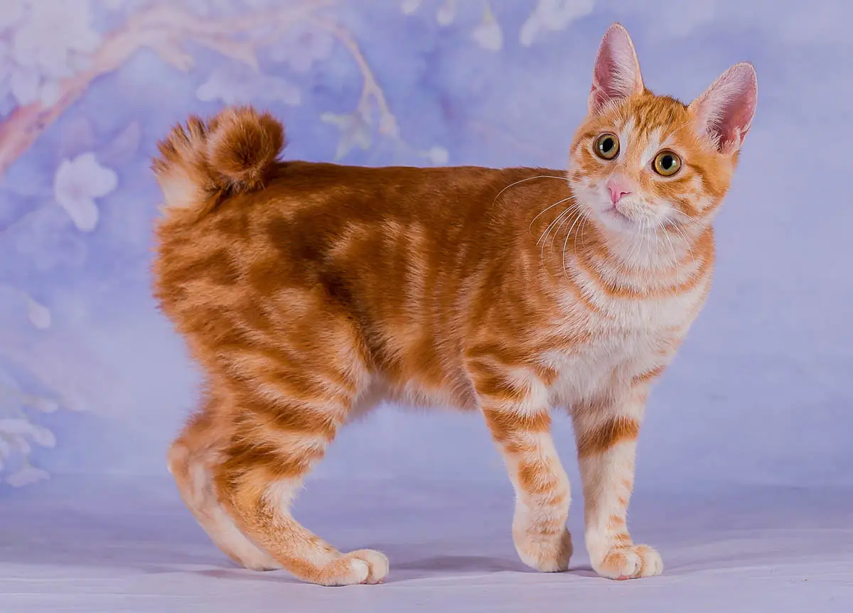 Japanese Bobtail breed profile