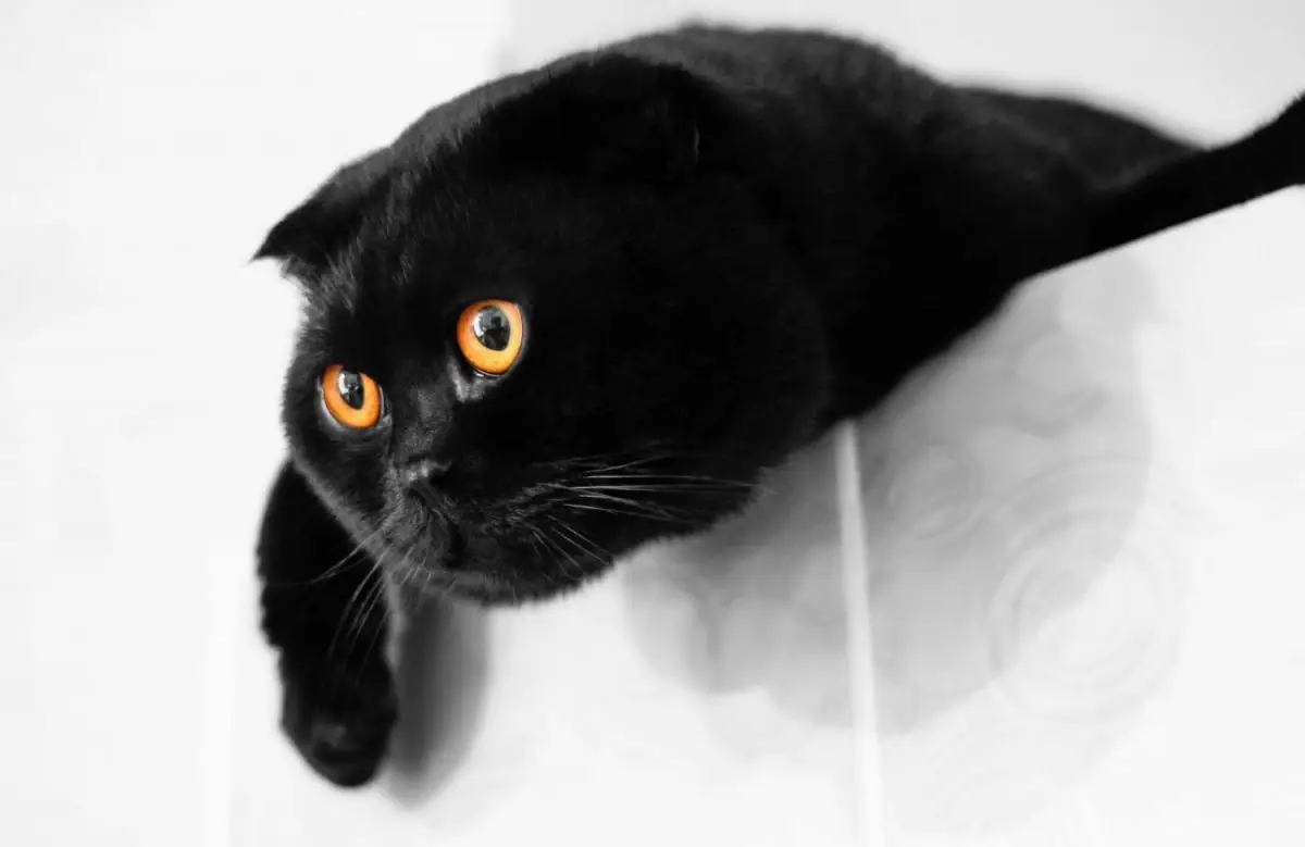 Black Scottish Shorthair cat