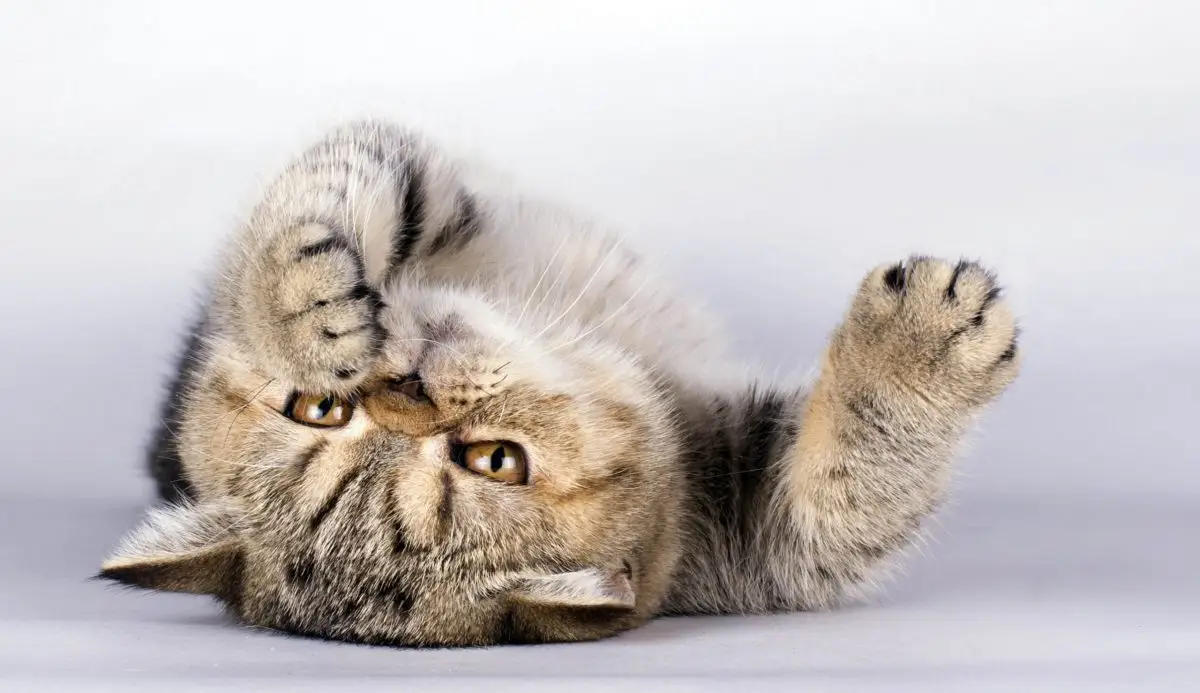 Tabby exotic shorthair