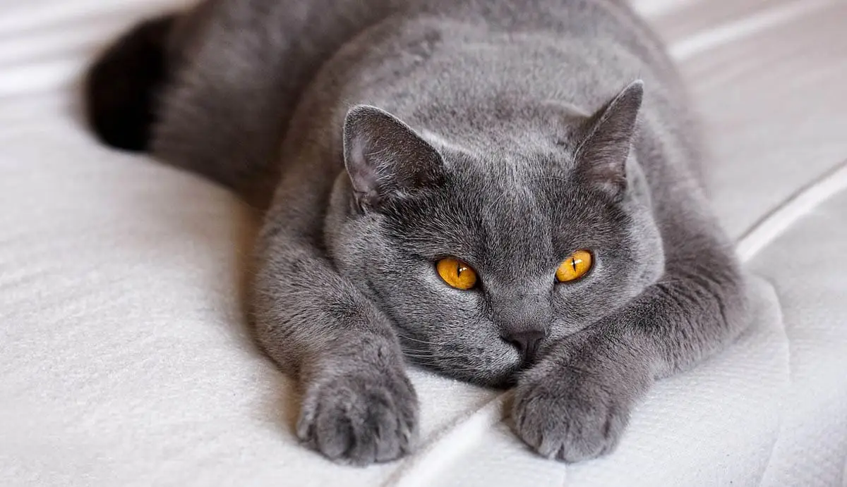 Low energy breeds of cat