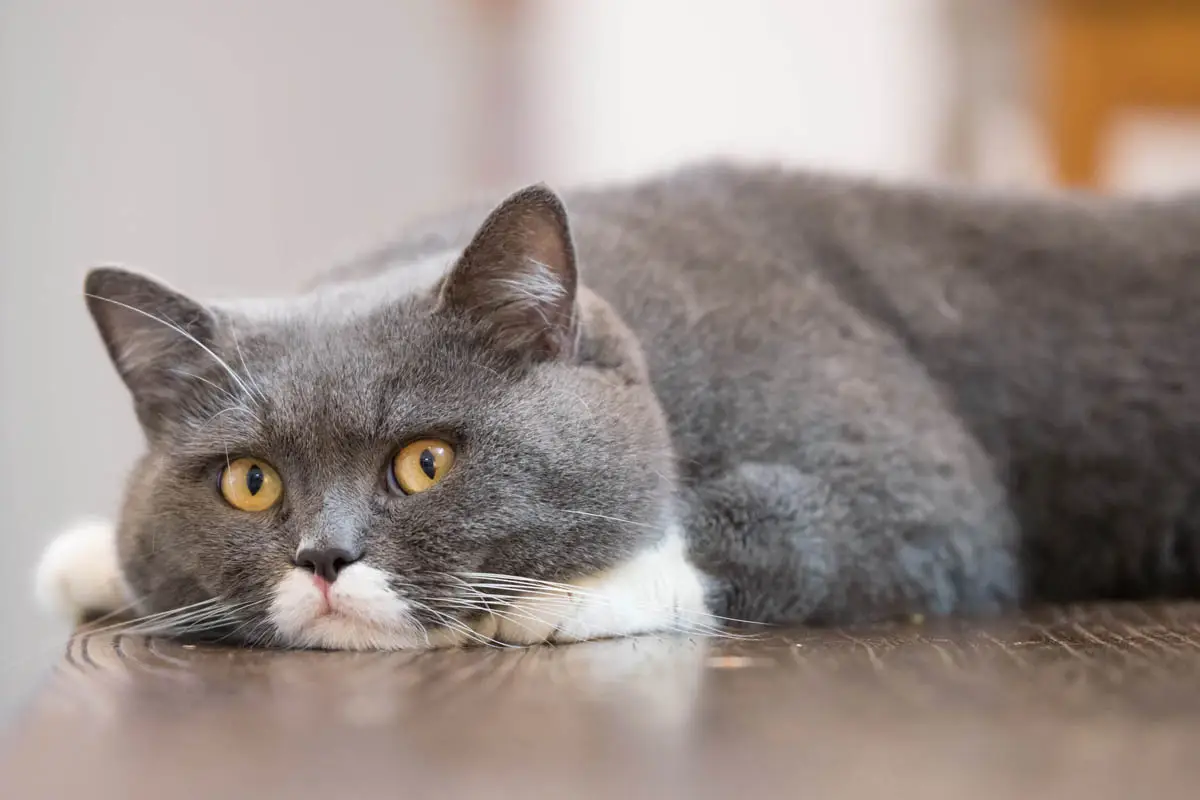 Best cat breeds for seniors