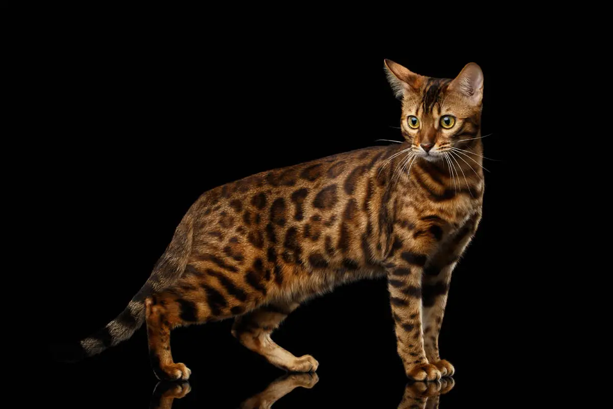 Spotted Bengal cat