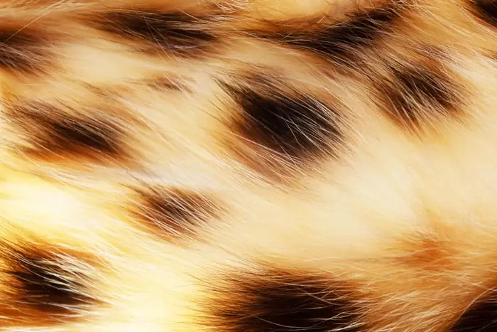 Close up of a Bengal cat