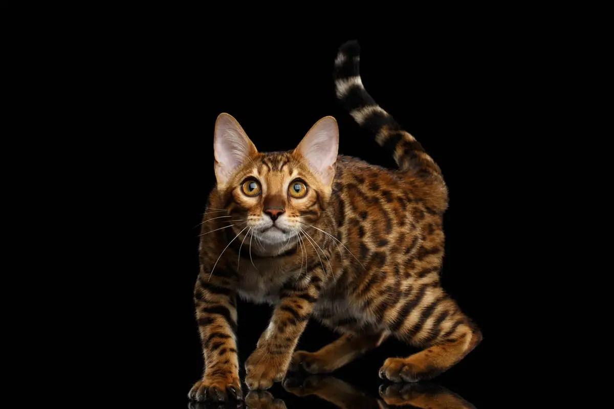 Bengal cat profile