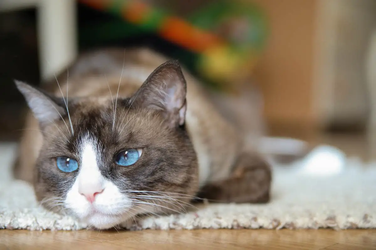 Snowshoe cat breed profile