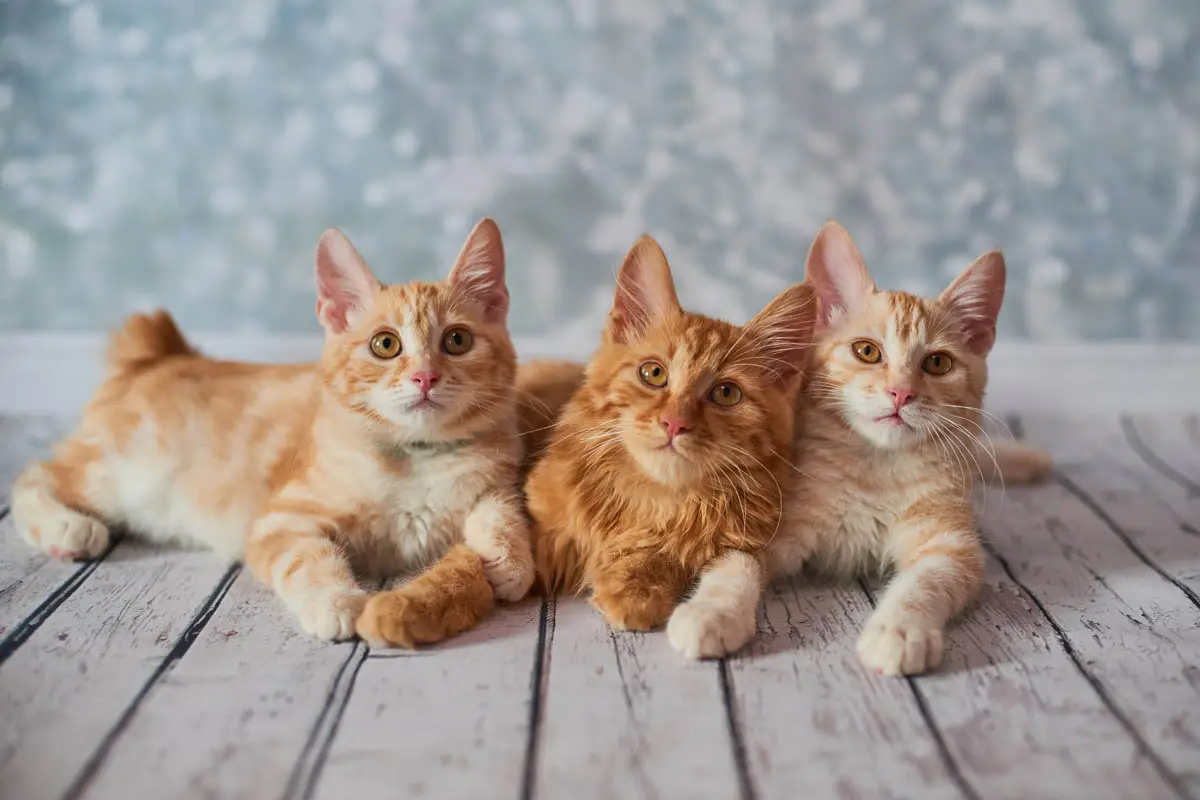 American Bobtail breed profile