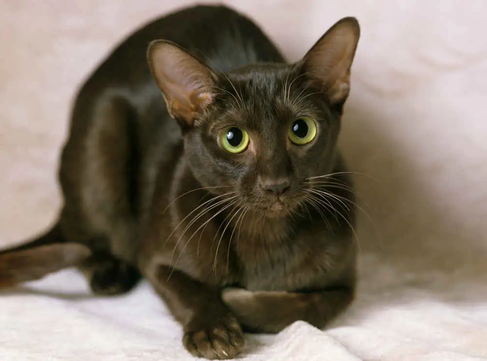 havana brown cat