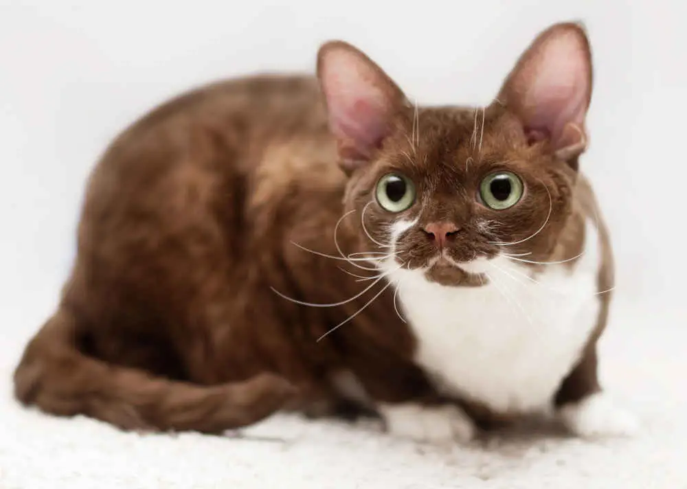 devon rex brown and white cat