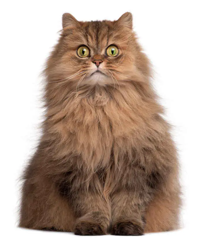 persian brown