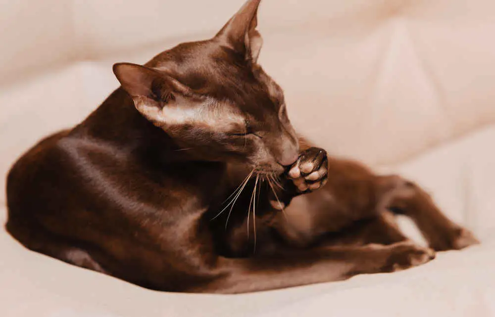 Rare brown oriental shorthair