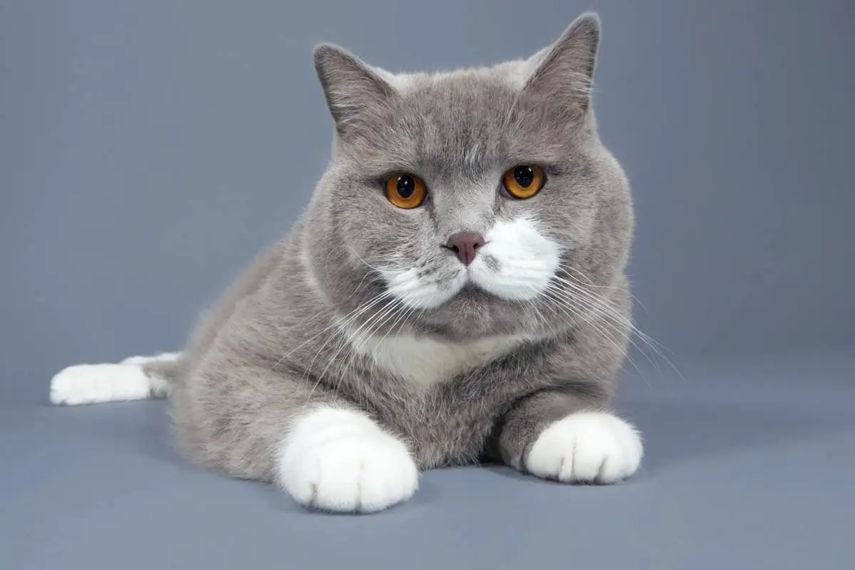 Best indoor cat breeds
