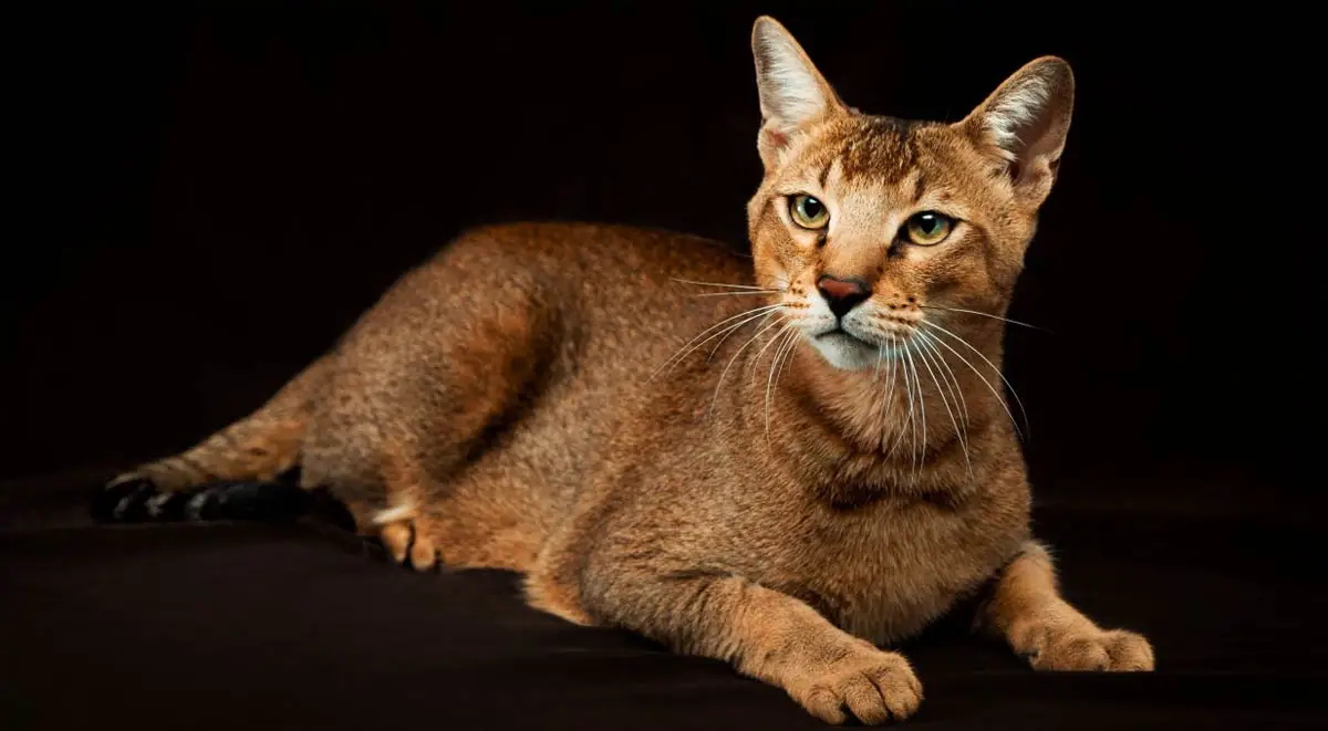 Chausie cat breed profile