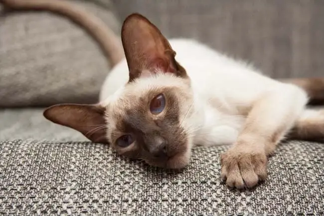 Siamese cat