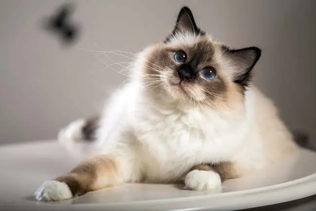 Birman cat