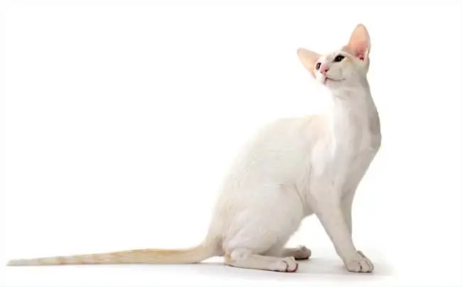 Colourpoint shorthair