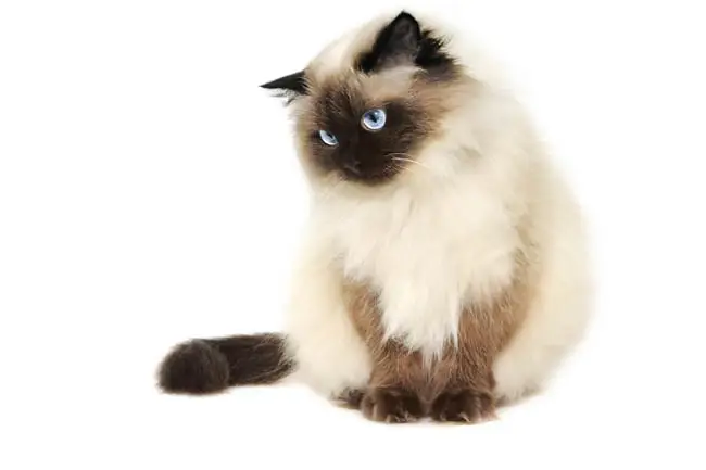 Himalayan cat
