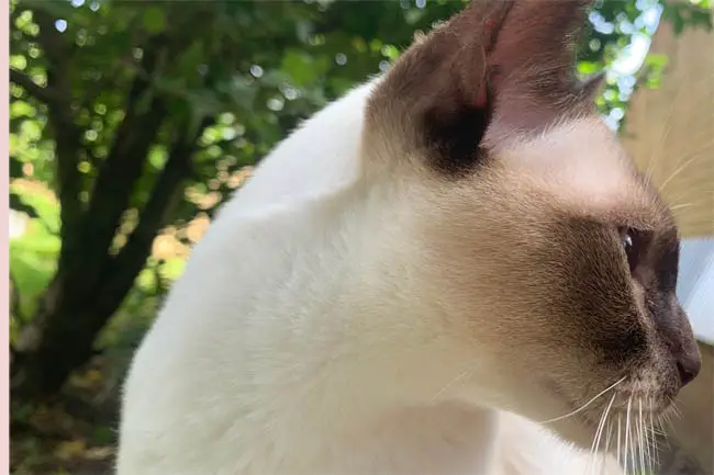Tonkinese cat
