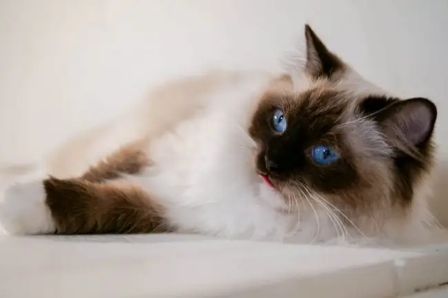 Ragdoll cat