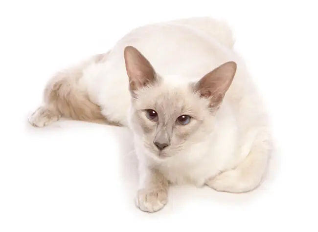 Balinese cat