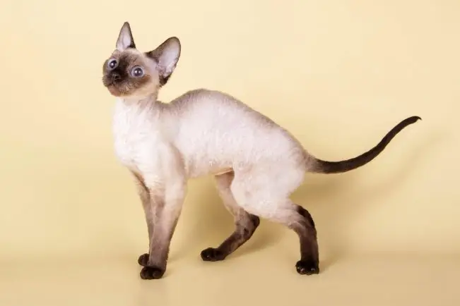 Pointed Devon Rex