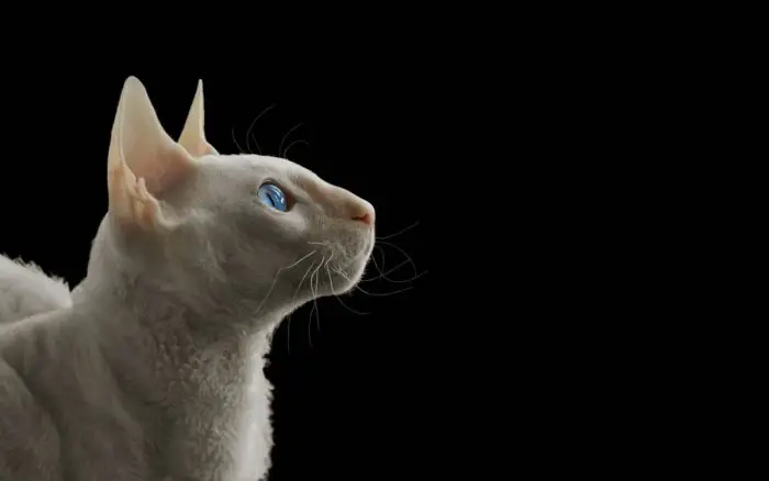 White Cornish Rex
