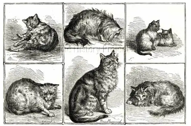 Siamese cats at the first cat show in July 1871