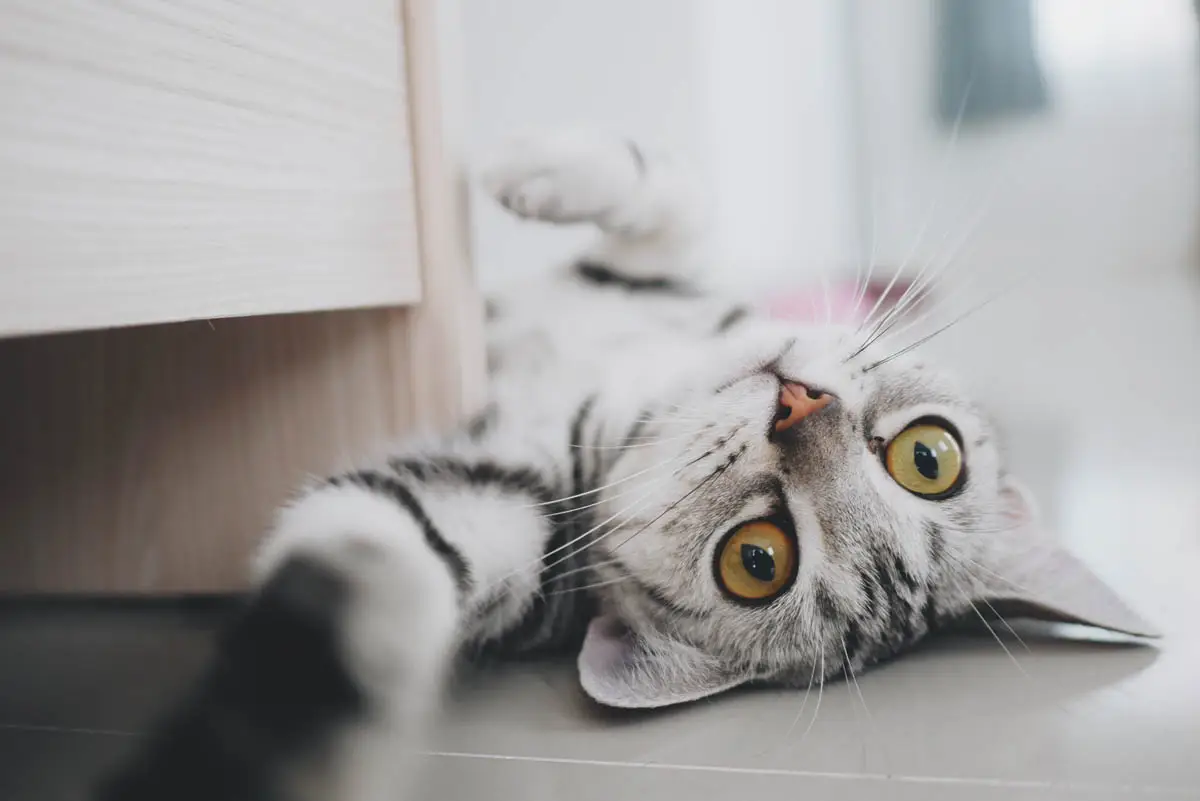 American Shorthair breed profile