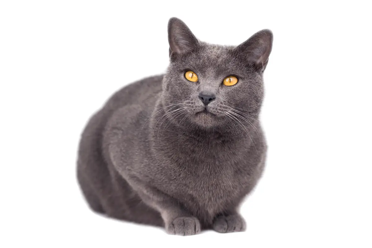 Chartreux cat breed profile