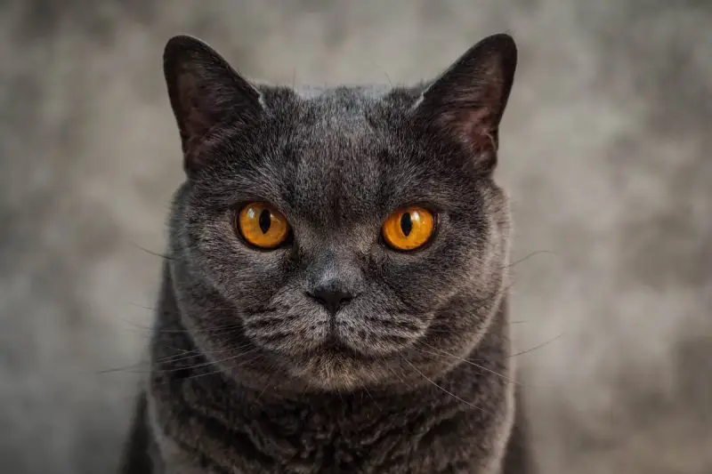 British Shorthair breed profile