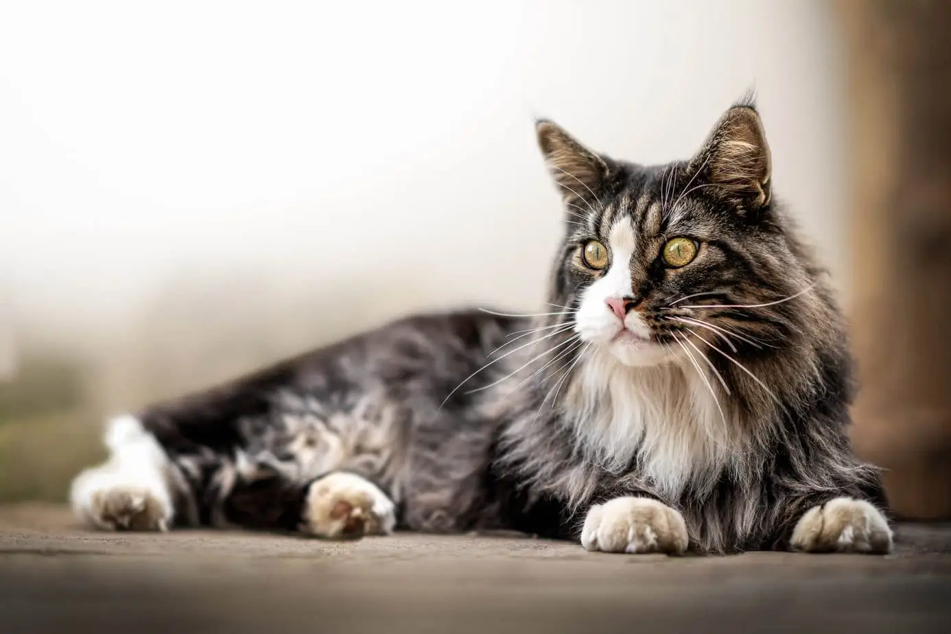 Maine coon cat