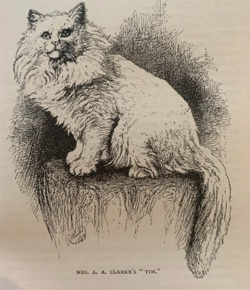 Old Persian cat